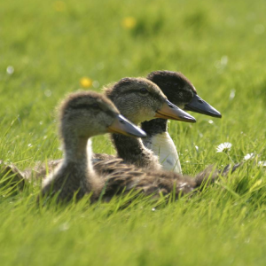 Bilder für die Anwendungsbeispiele der Ebenenmodi